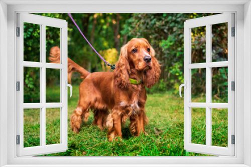 Fototapeta Naklejka Na Ścianę Okno 3D - English cocker spaniel puppy stands in the park. The red-haired dog is warily looking away. The dog has a collar and a leash. Dog walking and training. Hunter. The photo is blurred