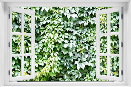 Fototapeta Naklejka Na Ścianę Okno 3D - Texture of green leaves of decorative grapes