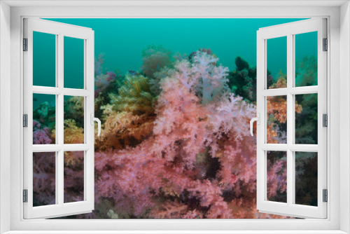 Fototapeta Naklejka Na Ścianę Okno 3D - Vibrant Soft Corals
