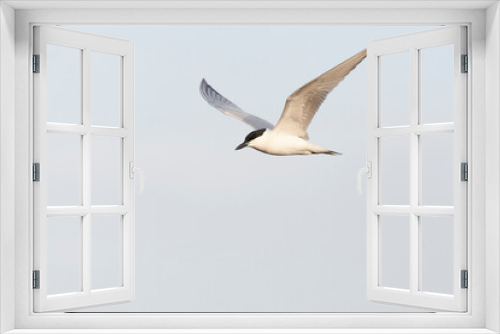 Fototapeta Naklejka Na Ścianę Okno 3D - Gull-billed Tern, Gelochelidon nilotica