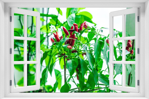 Fototapeta Naklejka Na Ścianę Okno 3D - Blurred photo of rosemary and blooming Bird's eye chili with ripe pepper fruits on the windowsill