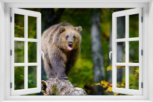 Fototapeta Naklejka Na Ścianę Okno 3D - Brown bear on branch in autumn forest. Animal in nature habitat. Wildlife scene