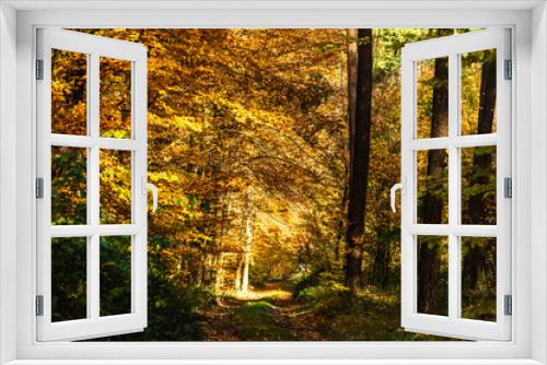 Fototapeta Naklejka Na Ścianę Okno 3D - Jesień w lesie