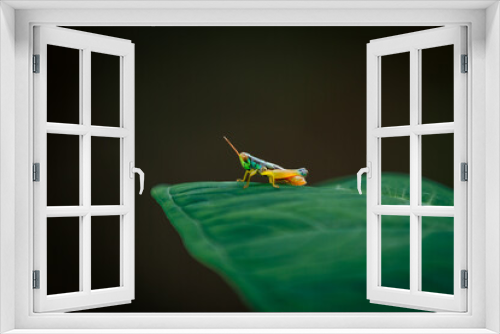 Fototapeta Naklejka Na Ścianę Okno 3D - Grasshopper nymph (Baby Grasshopper) in leaf, animal closeup 