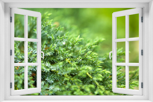 Fototapeta Naklejka Na Ścianę Okno 3D - Green plant, outdoors