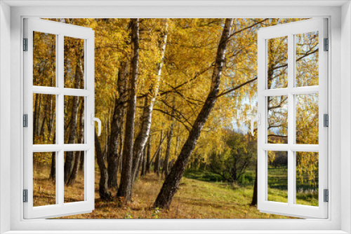 Fototapeta Naklejka Na Ścianę Okno 3D - Bright yellow birch trees among the autumn landscape, golden autumn