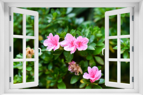 Fototapeta Naklejka Na Ścianę Okno 3D - Azalea japonica Kirin or Rhododendron Kirin
