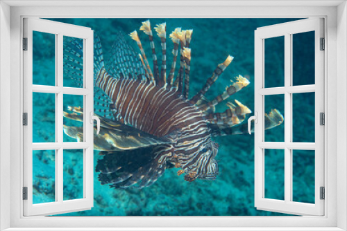 Fototapeta Naklejka Na Ścianę Okno 3D - Red lion-fish swims over corals of Bali