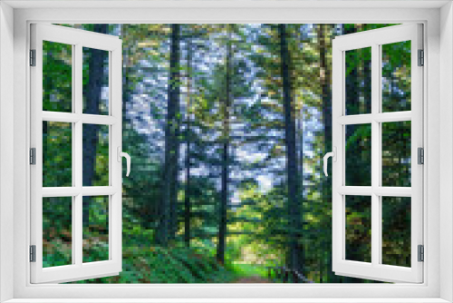 Fototapeta Naklejka Na Ścianę Okno 3D - Forest footpath in Pelister National Park