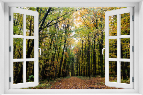 Fototapeta Naklejka Na Ścianę Okno 3D - A forest in autumn