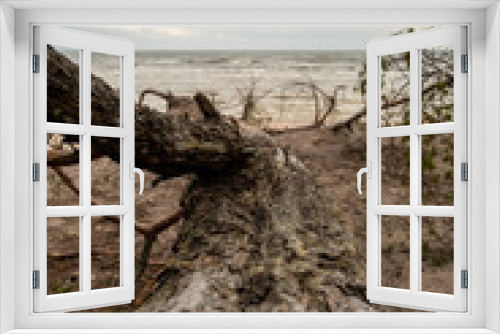 Fototapeta Naklejka Na Ścianę Okno 3D - Nature's Resilience: Storm-Scattered Trees Embrace the Shoreline, Where Sea Meets Earth in a Coastal Symphony