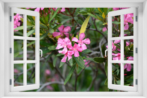 Fototapeta Naklejka Na Ścianę Okno 3D - Common oleander flowers