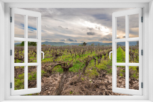 Fototapeta Naklejka Na Ścianę Okno 3D - View of the vines of a vineyard after harvest before they grow back, Santa Cruz, Chile