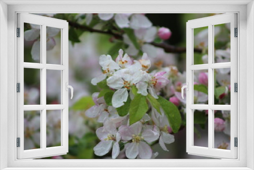 Fototapeta Naklejka Na Ścianę Okno 3D - Fleurs de pommiers