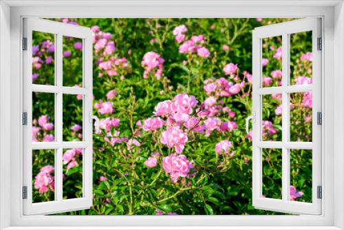 Fototapeta Naklejka Na Ścianę Okno 3D - Close up of many large and delicate vivid pink rose in full bloom in a summer garden, in direct sunlight, with blurred green leaves in the background.
