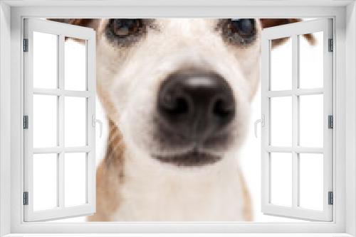 Fototapeta Naklejka Na Ścianę Okno 3D - Dog face with big nose on white background looking at camera. Amazing cute pet portrait. Senior Jack Russell terrier with gray haired face  best friend ever