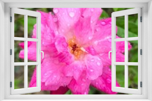 Fototapeta Naklejka Na Ścianę Okno 3D - Rose