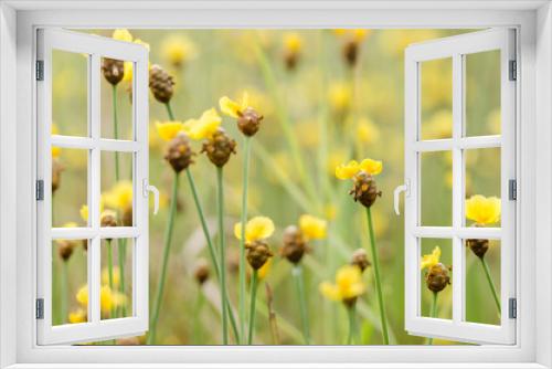 Fototapeta Naklejka Na Ścianę Okno 3D - Xyris yellow flowers