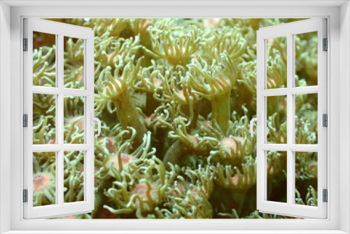 Fototapeta Naklejka Na Ścianę Okno 3D - 表面が触手状になったサンゴの仲間のアップ