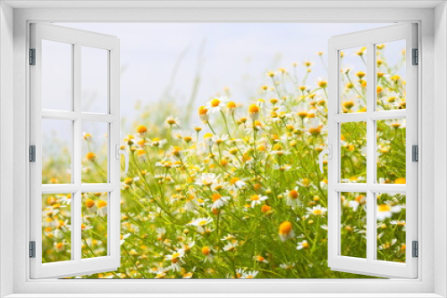 Fototapeta Naklejka Na Ścianę Okno 3D - Spring Meadow with Daisies