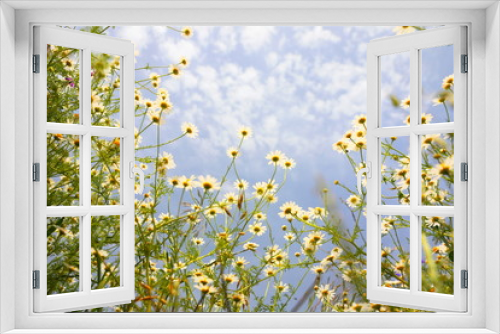 Fototapeta Naklejka Na Ścianę Okno 3D - Spring Meadow with Daisies