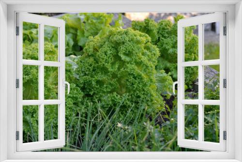 Fototapeta Naklejka Na Ścianę Okno 3D - verschiedene Salate im Garten