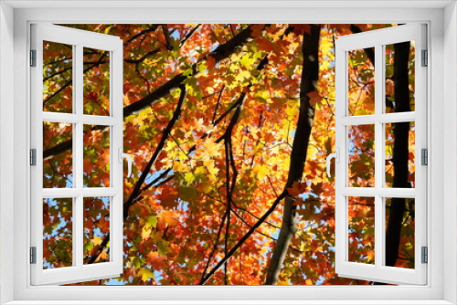 Fototapeta Naklejka Na Ścianę Okno 3D - The colorful and beautiful leaves on the trees in autumn