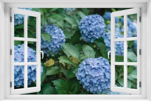 Fototapeta Naklejka Na Ścianę Okno 3D - ６月の満開の紫陽花