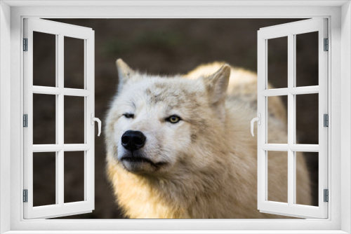 Fototapeta Naklejka Na Ścianę Okno 3D - Portrait of Arctic wolf (Canis lupus arctos)