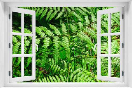 Fototapeta Naklejka Na Ścianę Okno 3D - Small fern tree in the forest