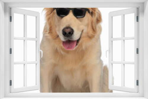 Fototapeta Naklejka Na Ścianę Okno 3D - golden retriever dog with sunglasses sticking out tongue and panting