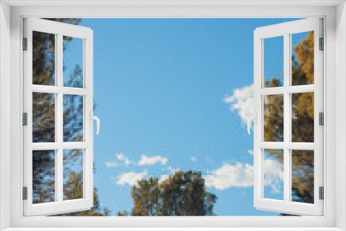 Fototapeta Naklejka Na Ścianę Okno 3D - Detail of pine trees with blue sky in the background