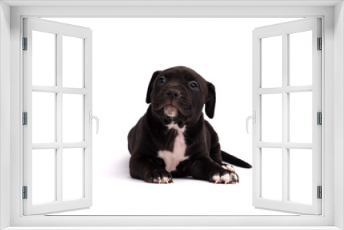 Fototapeta Naklejka Na Ścianę Okno 3D - Cute little American Pit Bull Terrier puppy isolated on white background