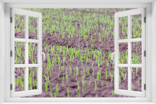 Fototapeta Naklejka Na Ścianę Okno 3D - Close-up of sprouting wheat in the field, growth of grain sown it,Ripening winter cereals, winter grains field