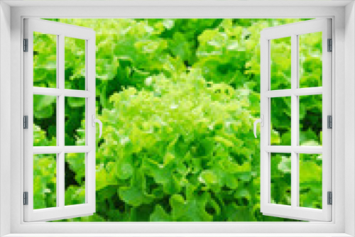 Fototapeta Naklejka Na Ścianę Okno 3D - Red oak, green oak, cultivation hydroponics green vegetable in f