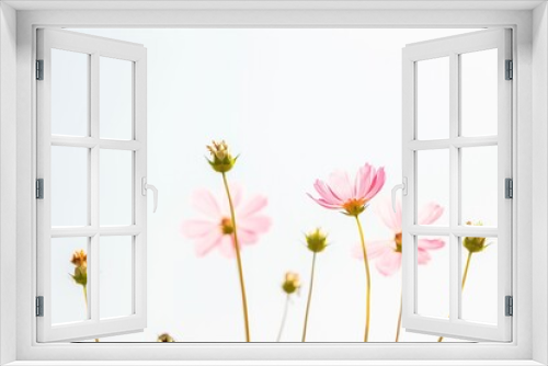 Fototapeta Naklejka Na Ścianę Okno 3D - Beautiful Pink Cosmos flowers with natural sun light for nature background