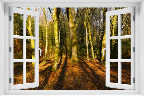 Fototapeta Naklejka Na Ścianę Okno 3D - Leafless hornbeam and oak trees lit by sunlight