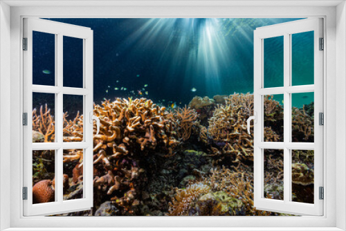 Fototapeta Naklejka Na Ścianę Okno 3D - Underwater scene of sunlit coral reef
