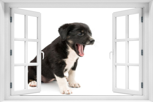 Fototapeta Naklejka Na Ścianę Okno 3D - puppy isolated