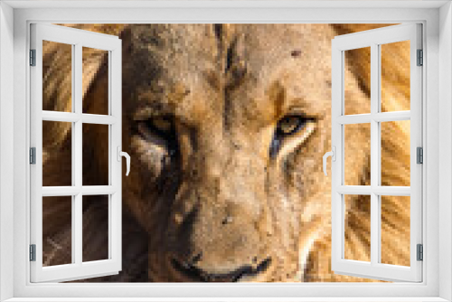 Fototapeta Naklejka Na Ścianę Okno 3D - Fokussierter Blick eines männlichen Löwen.