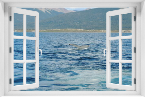 Fototapeta Naklejka Na Ścianę Okno 3D - humpback tail
