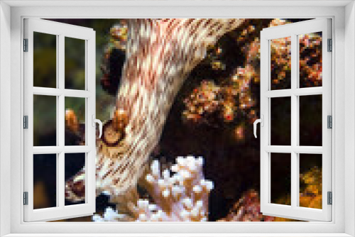 Fototapeta Naklejka Na Ścianę Okno 3D - Nudibranch - Jorunna rubescens