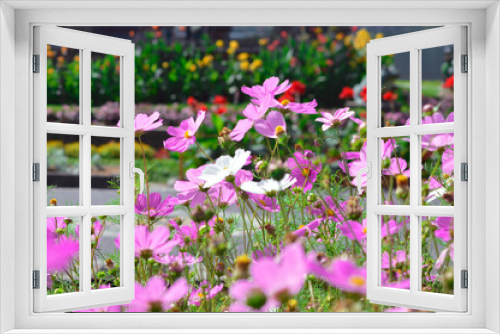 Fototapeta Naklejka Na Ścianę Okno 3D - Close-up View Of The Natural Beauty Of Colorful Mexican Aster Flowers And Other Blooming Plants In A Bright Morning Garden