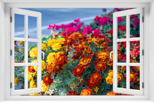 Fototapeta Naklejka Na Ścianę Okno 3D - beautiful multicolored flowers in a roadside