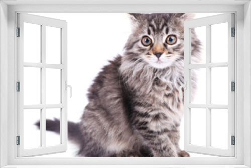 Fototapeta Naklejka Na Ścianę Okno 3D - Beautiful kitten isolated on white