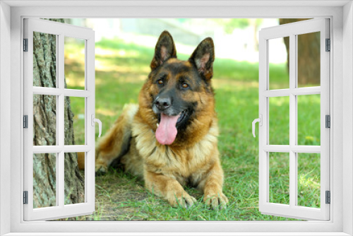 Fototapeta Naklejka Na Ścianę Okno 3D - Funny cute dog in park