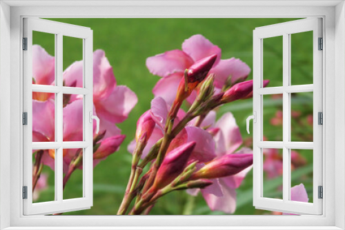 Fototapeta Naklejka Na Ścianę Okno 3D - Nerium oleander plants bloomed with pink flowers
