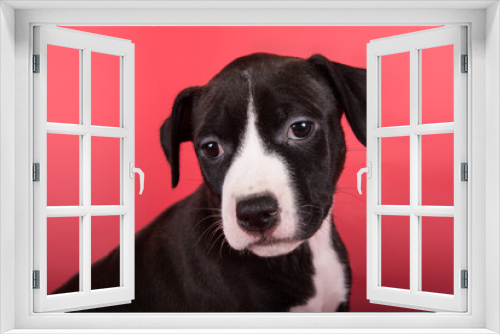 Fototapeta Naklejka Na Ścianę Okno 3D - Black American Staffordshire Bull Terrier dog or AmStaff puppy on red background