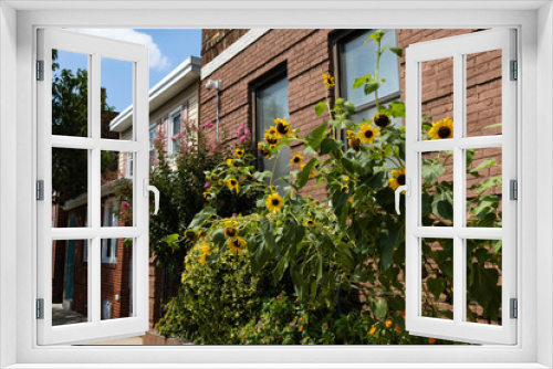 Fototapeta Naklejka Na Ścianę Okno 3D - Beautiful Sunflowers along the Sidewalk in Astoria Queens New York during the Summer with Residential Buildings