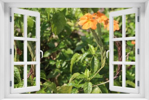 Fototapeta Naklejka Na Ścianę Okno 3D - Crossandra infundibuliformis flower plant on farm